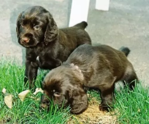 field spaniel puppies - health problems