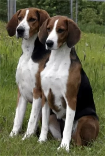 finnish hound dogs - caring