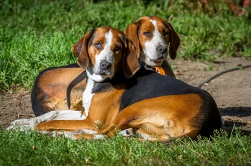 finnish hound puppies - health problems