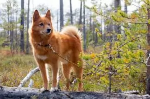 finnish spitz dog - characteristics