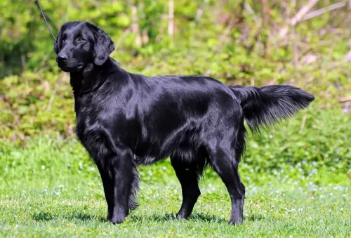 flat coated retriever dog - characteristics