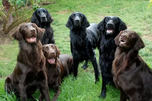 flat coated retriever dogs - caring