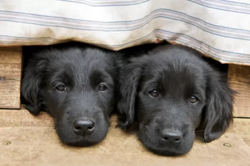 flat coated retriever puppies - health problems
