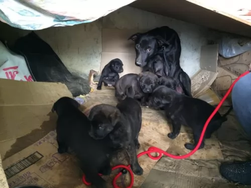 formosan mountain dog puppies - health problems