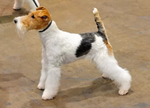 fox terrier dog - characteristics
