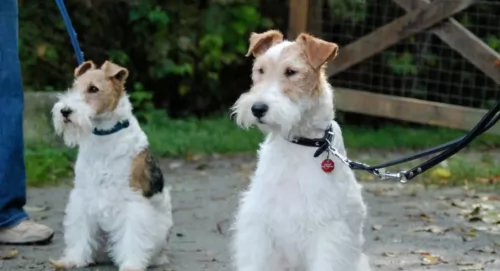 fox terrier dogs - caring
