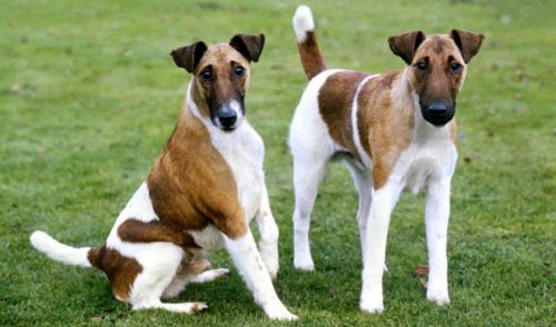 fox terrier smooth dogs