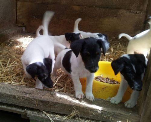 fox terrier smooth puppies