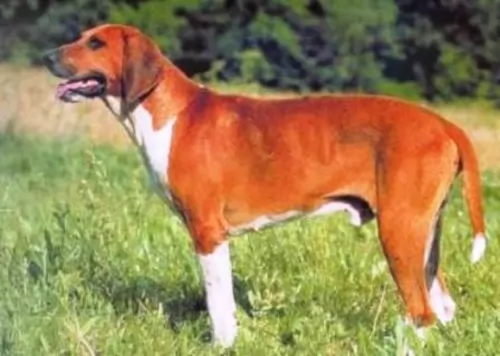 francais blanc et orange dog - characteristics