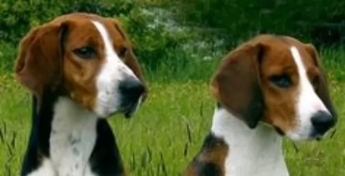 francais blanc et orange puppies - health problems
