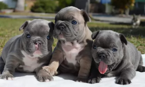 french bulldog puppies - health problems