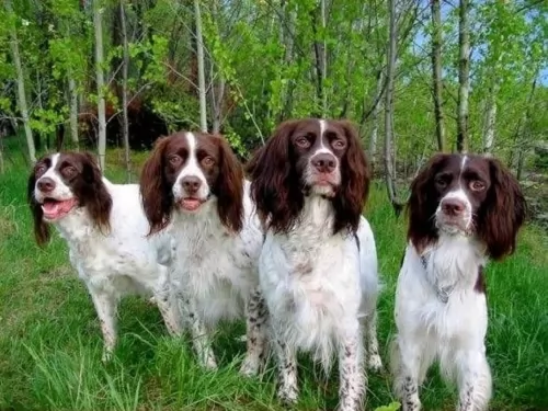 french spaniel dogs - caring
