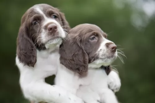 french spaniel puppies - health problems