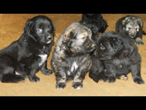 Gaddi Kutta Dog Breed Information, Images, Characteristics, Health