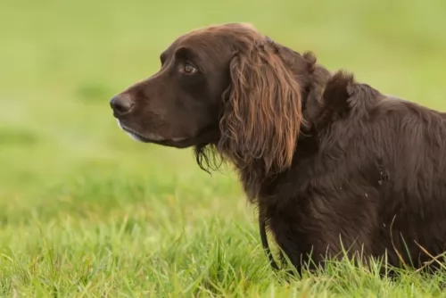 german longhaired pointer - history