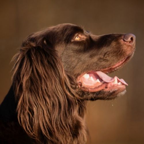 german longhaired pointer dog
