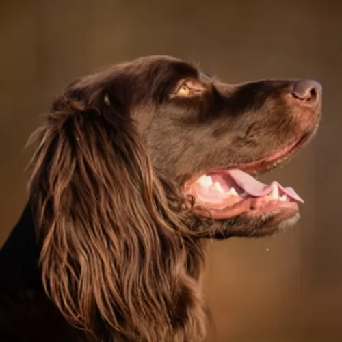 german longhaired pointer dog - characteristics