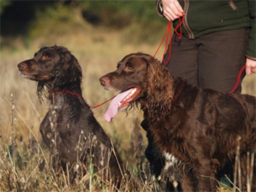 german longhaired pointer dogs