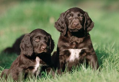 german longhaired pointer puppies