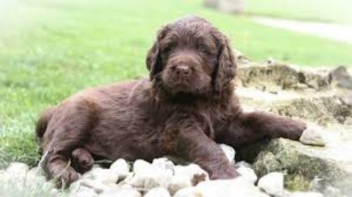 german longhaired pointer puppy