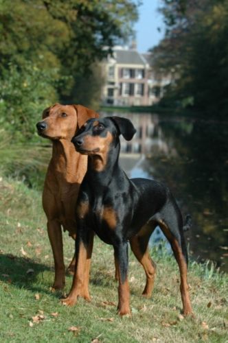 german pinscher dogs