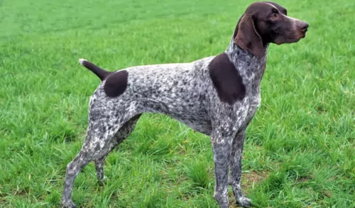 german shorthaired pointer - history