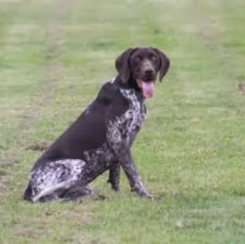 german shorthaired pointer dog - characteristics