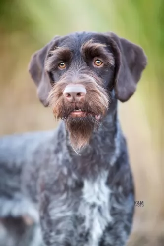 german wirehaired pointer - history
