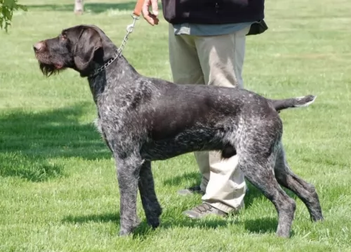 german wirehaired pointer dog - characteristics