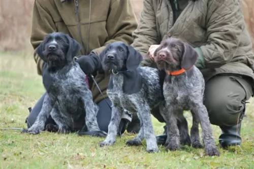 german wirehaired pointer puppies - health problems