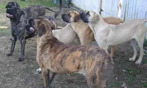 giant maso mastiff dogs - caring
