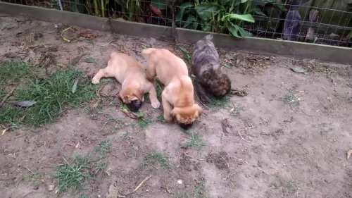 giant maso mastiff puppies - health problems
