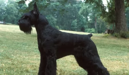 giant schnauzer dog - characteristics