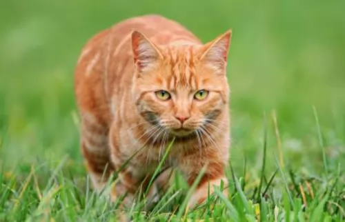 ginger tabby cat - characteristics