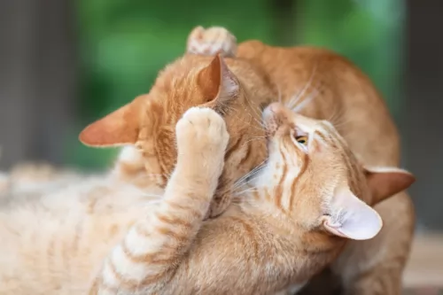 ginger tabby cats - caring