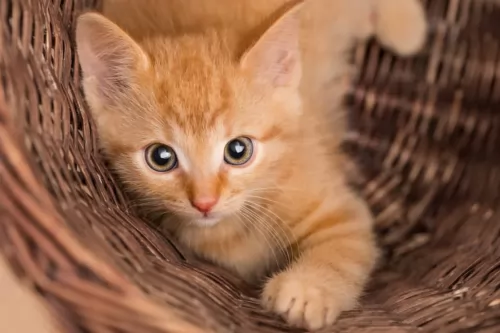 ginger tabby kitten - description