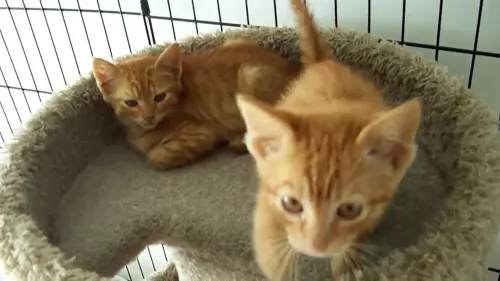 ginger tabby kittens - health problems