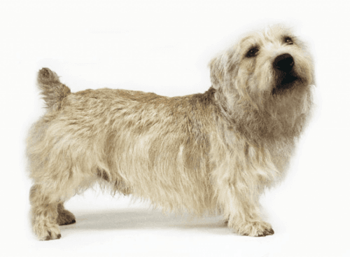 glen of imaal terrier dog