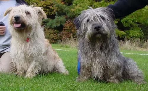glen of imaal terrier dogs - caring