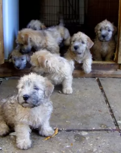 glen of imaal terrier puppies - health problems
