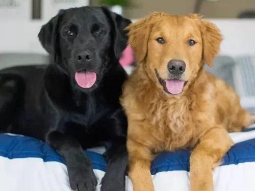 goldador dogs - caring