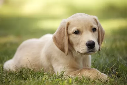 goldador puppy - description