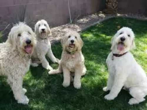 golden doodle dogs - caring