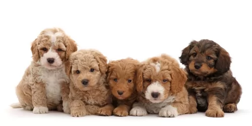 golden doodle puppies - health problems