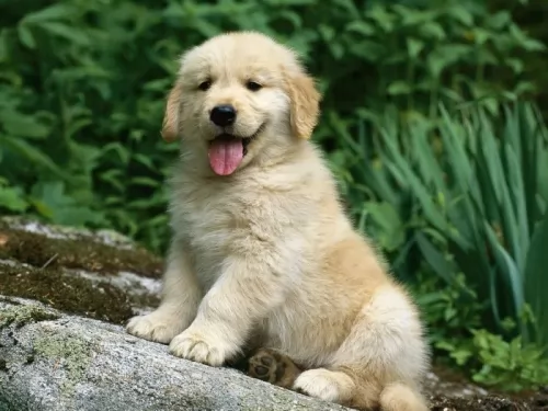 golden retriever puppy - description