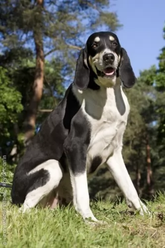 grand anglo francais blanc et noir dog - characteristics