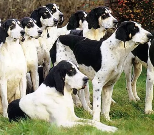 grand anglo francais blanc et noir dogs - caring