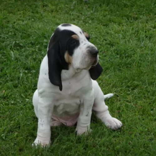 grand anglo francais blanc et noir puppy - description