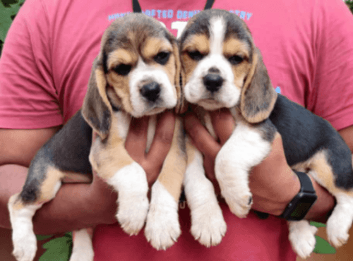 grand anglo francais tricolore puppies
