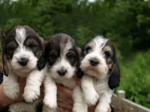 grand basset griffon vendeen puppies - health problems